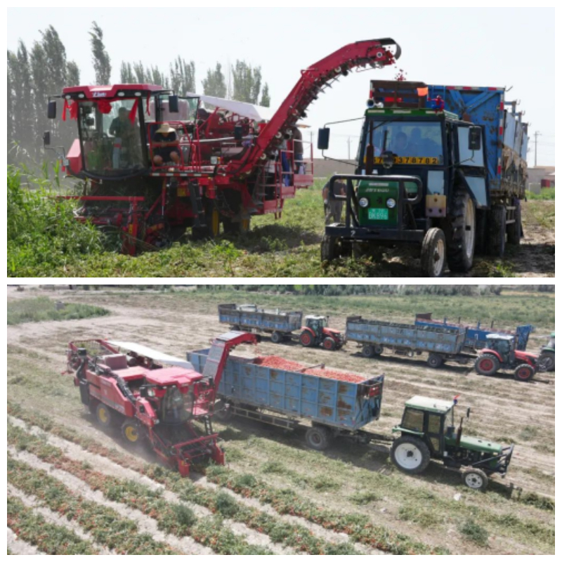 tomato harvester.jpg