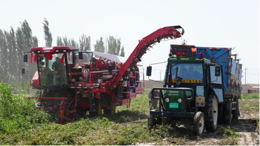 Tomato harvesting machine