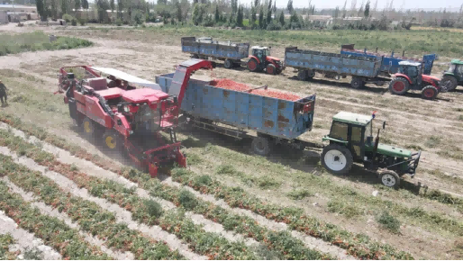 Tomato harvesting machine.png Tomato harvesting machine.png