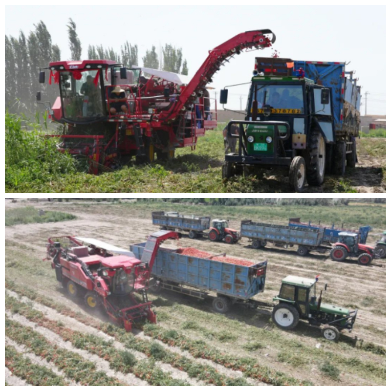 Tomato harvester.jpg